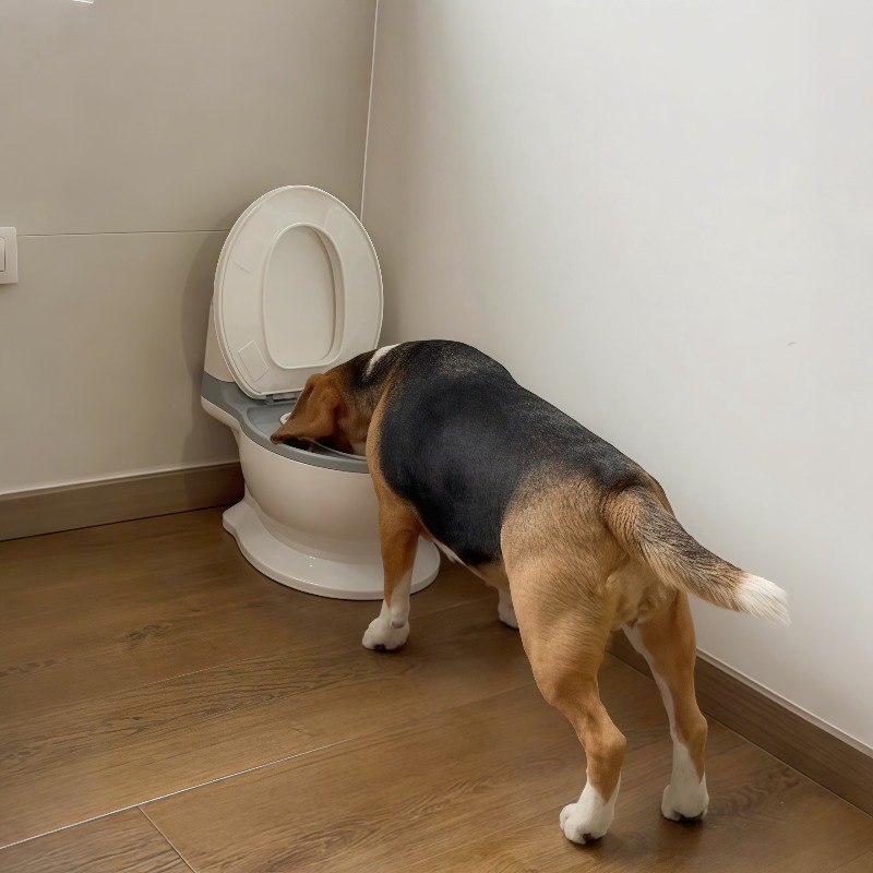 2026 Nova Tigela de Alimentaçã - Pet Feeders avaliação e preço